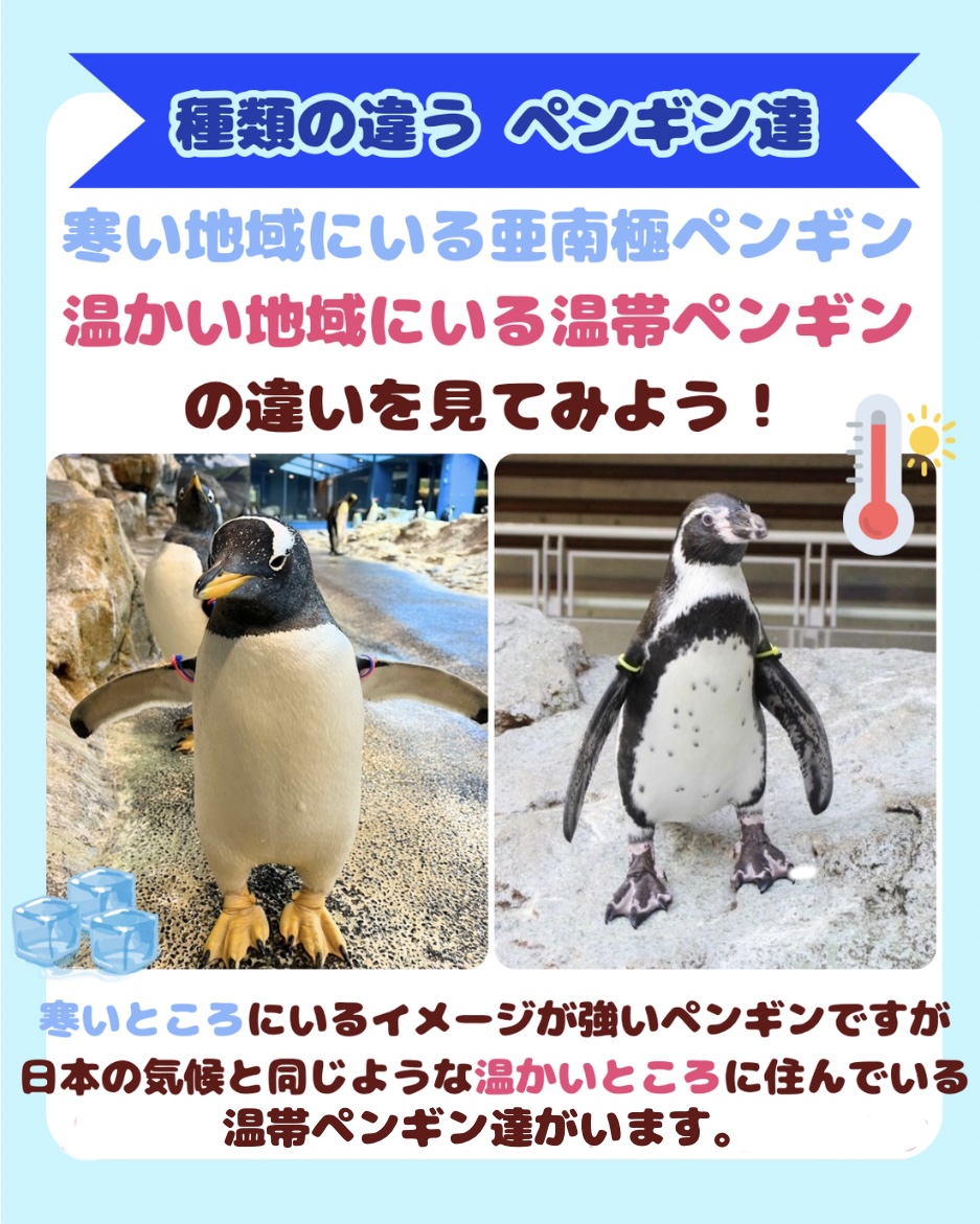 長崎ペンギン水族館【公式】 on X: 