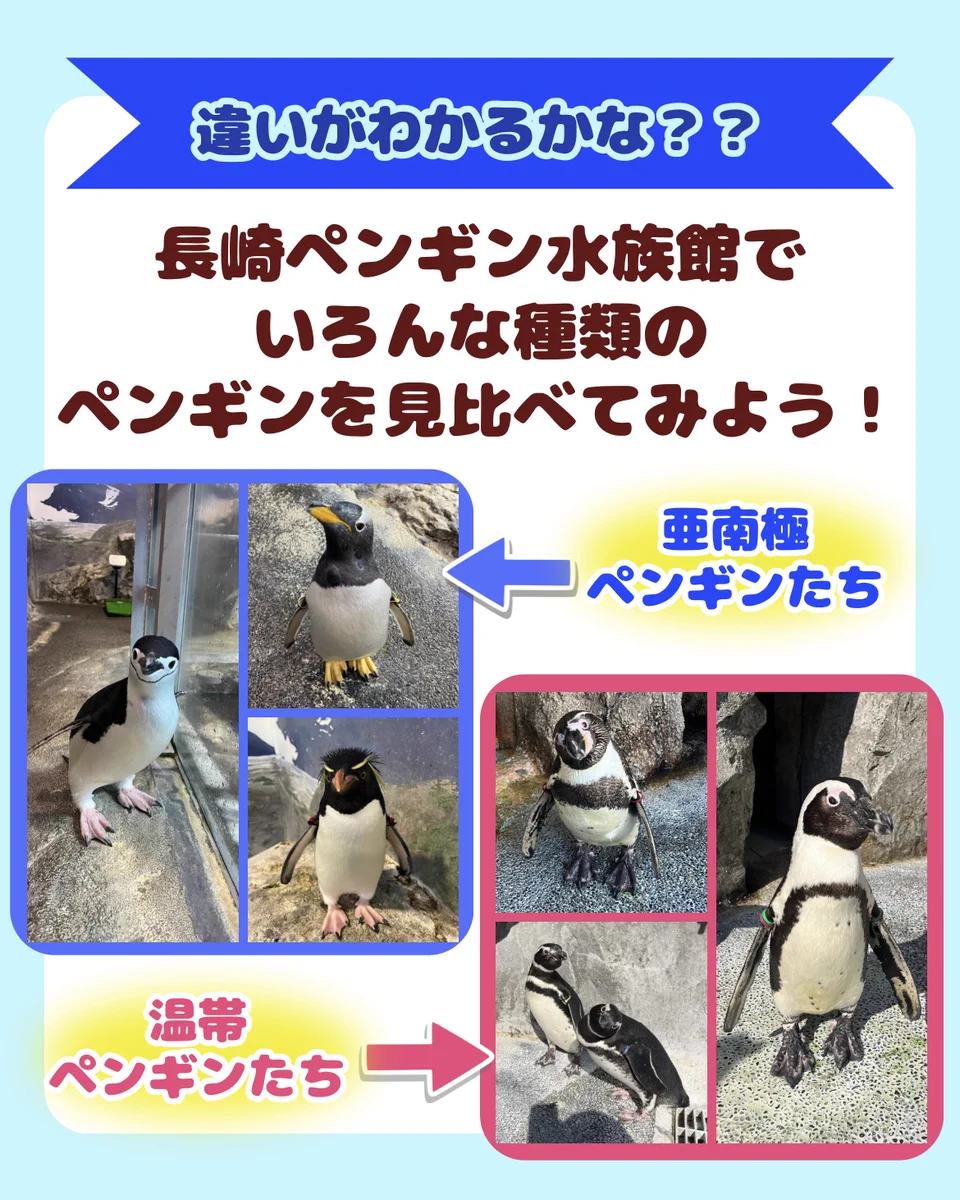 長崎ペンギン水族館【公式】 on X: 