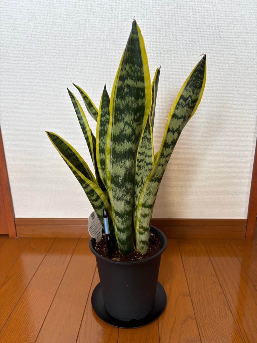 aevolve_75's tweet photo. ずっと欲しかった観葉植物を買いに、平田ナーセリー福岡東店さんへ🌿

知識の浅い僕にも丁寧に説明してくださり、本当にありがたかったです。

パキラとサンスベリアが仲間入りして、部屋の雰囲気も柔らかくなりました😊

ありがとうございました！

#観葉植物 #平田ナーセリー https://t.co/gqWd0d4VA0