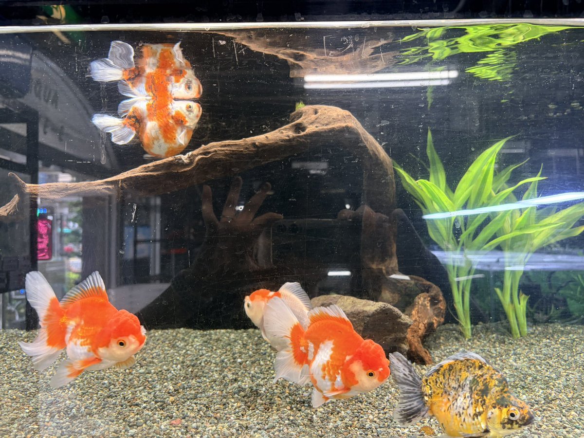 aquatakee's tweet photo. 本日、日曜は10:30〜19:30で営業いたします！
生き餌の在庫状況は以下の通りです。

イトメ　あり
コアカ　あり
コオロギ　L あり　S あり
メダカ　あり

本日もご来店お待ちしております！

#ベタ
#アクアリウム
#熱帯魚
#金魚 https://t.co/hzPNuD39tC