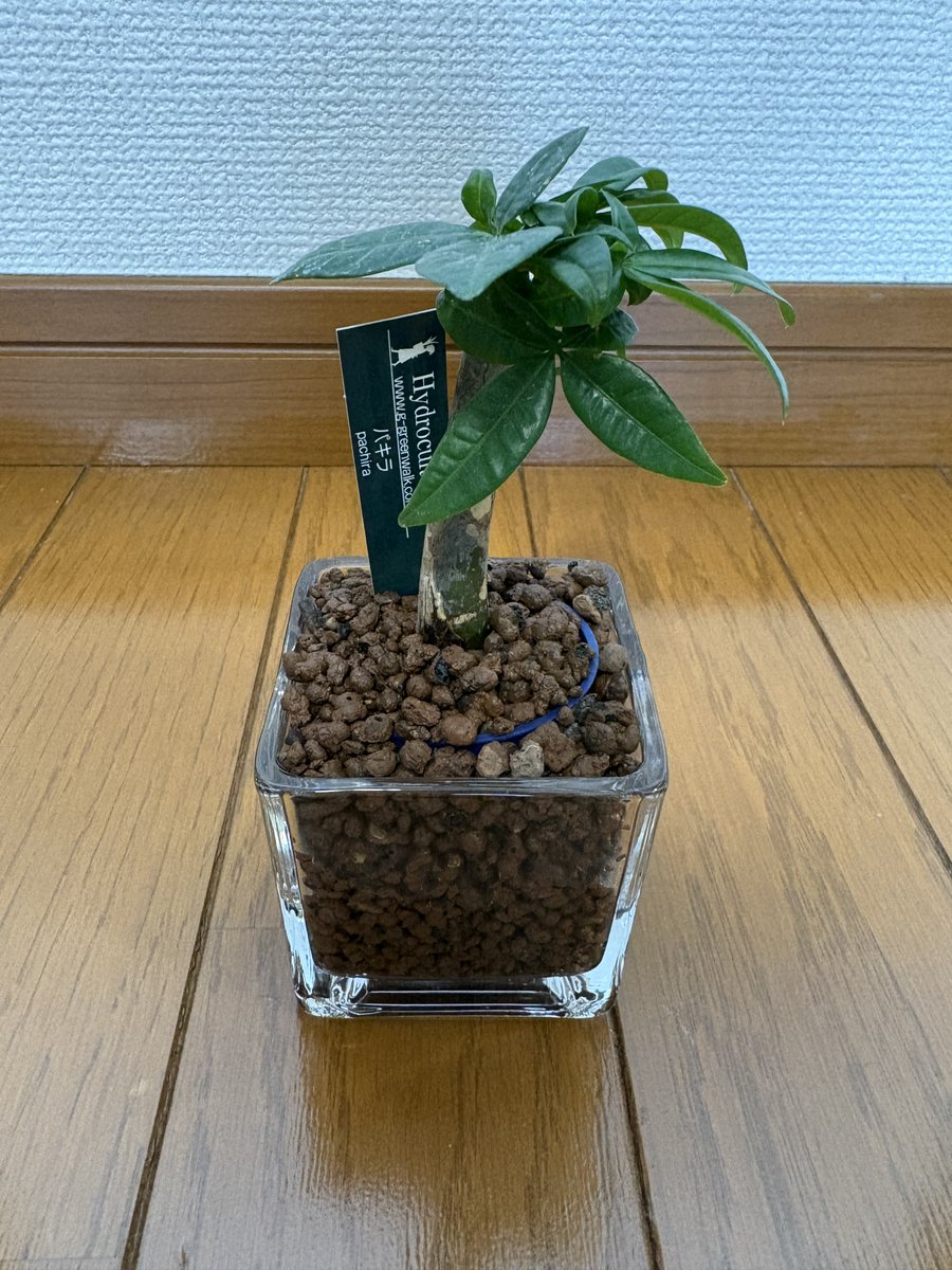 aevolve_75's tweet photo. ずっと欲しかった観葉植物を買いに、平田ナーセリー福岡東店さんへ🌿

知識の浅い僕にも丁寧に説明してくださり、本当にありがたかったです。

パキラとサンスベリアが仲間入りして、部屋の雰囲気も柔らかくなりました😊

ありがとうございました！

#観葉植物 #平田ナーセリー https://t.co/gqWd0d4VA0