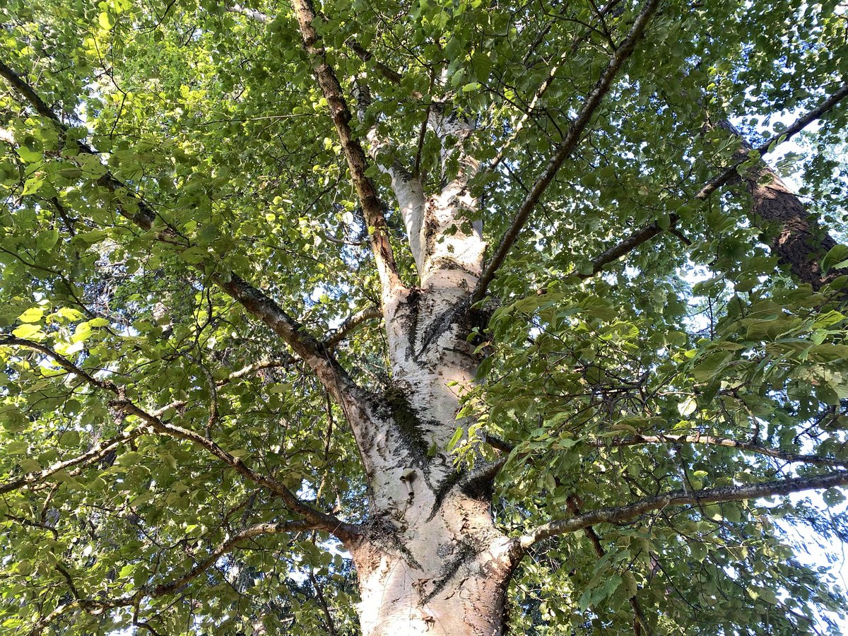 treesposting's tweet photo. i really like this tree and i only saw it for the first time the other day after a raccoon chased me into the field it’s in https://t.co/SRT2jfBR0r