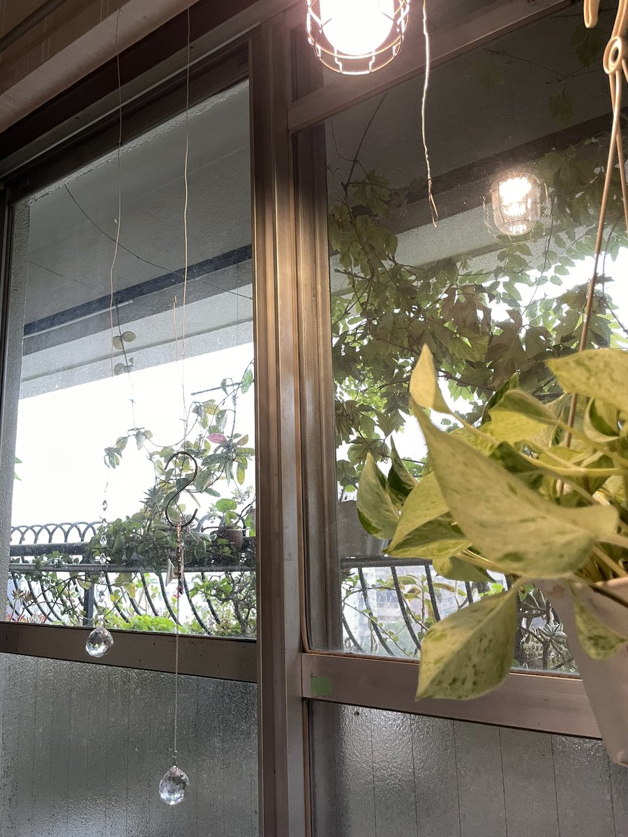 cottontailM's tweet photo. 急に暗くなったと思ったらザァーッと降り始めました⚡️☔️ https://t.co/Qt2wRMdMQV