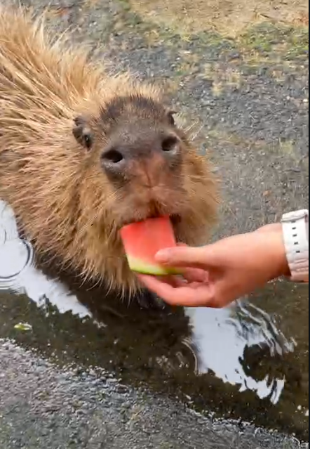 capymofu_jp's tweet photo. コブくん、おかわりスイカを満喫中🍉🫶✨
#カピバラのスイカ早食い競争 https://t.co/7zFmazAHab