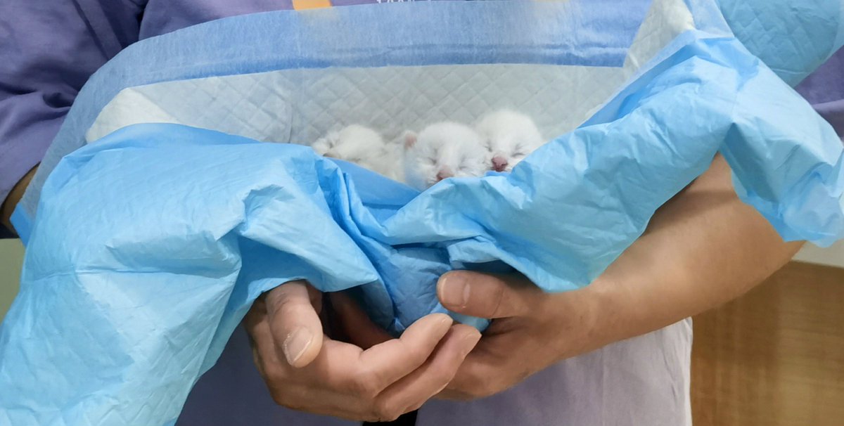 LaraHomesley's tweet photo. 家有小奶猫到家满3个月，从只会软乎乎蹭手心的小团子，到现在天天追着逗猫棒蹦跶的小疯子，成长的每一秒都太治愈啦 https://t.co/nbYpwb4IaA