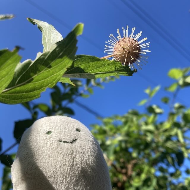 itok0's tweet photo. 今年もタニワタリノキがぽわっとしていますね。うしろにみえてる木はクワです。まだ実なる！ https://t.co/qEfxpIWFOg