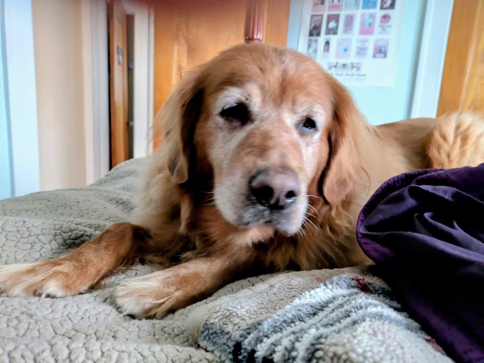 Sara_25e's tweet photo. My elderly, traumatized rescue golden retriever charged into the Mississippi River and pulled a small dog out by his collar. This was her second water rescue. The first was an Afghan hound who fell through ice on a frozen pond. She is scared of sparrows, garden hoses, and sometimes her own shadow, but fearless in a crisis.
