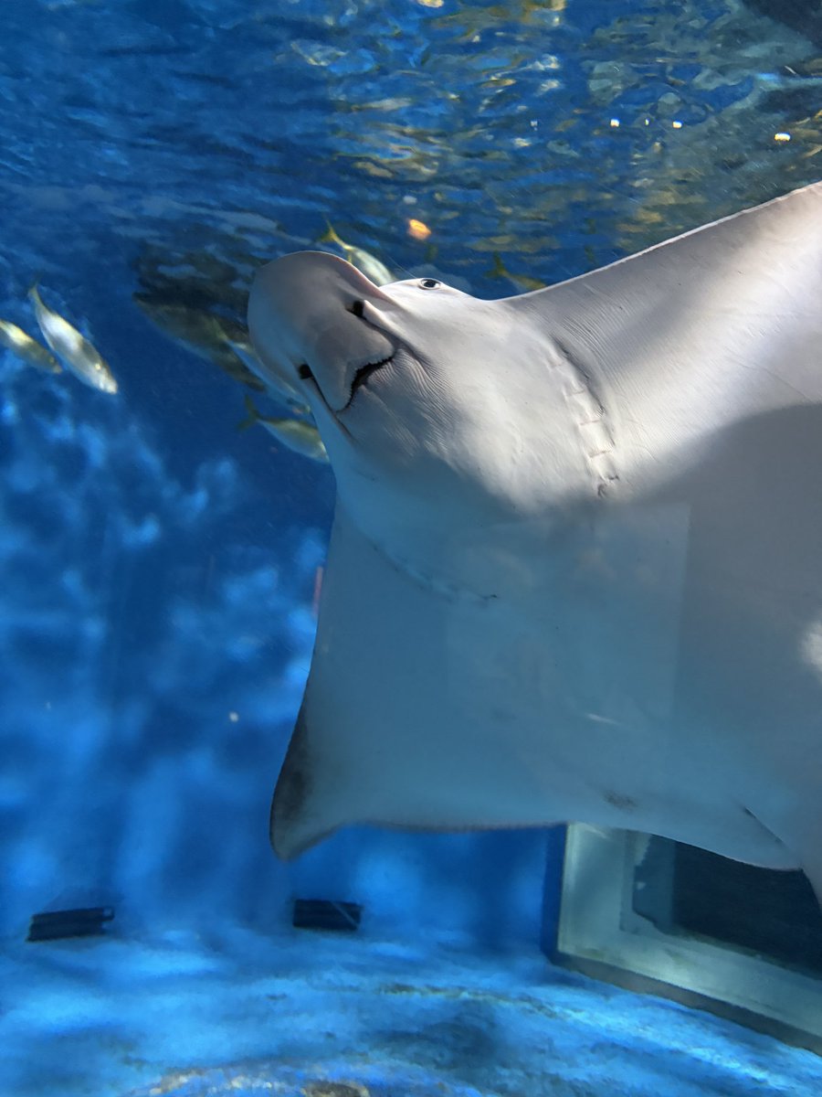 Aya_Ray_'s tweet photo. 渋川マリン水族館行ってたよー！（過去形）
#水族館 #エイ #渋川マリン水族館 https://t.co/5YnGuT6A4l