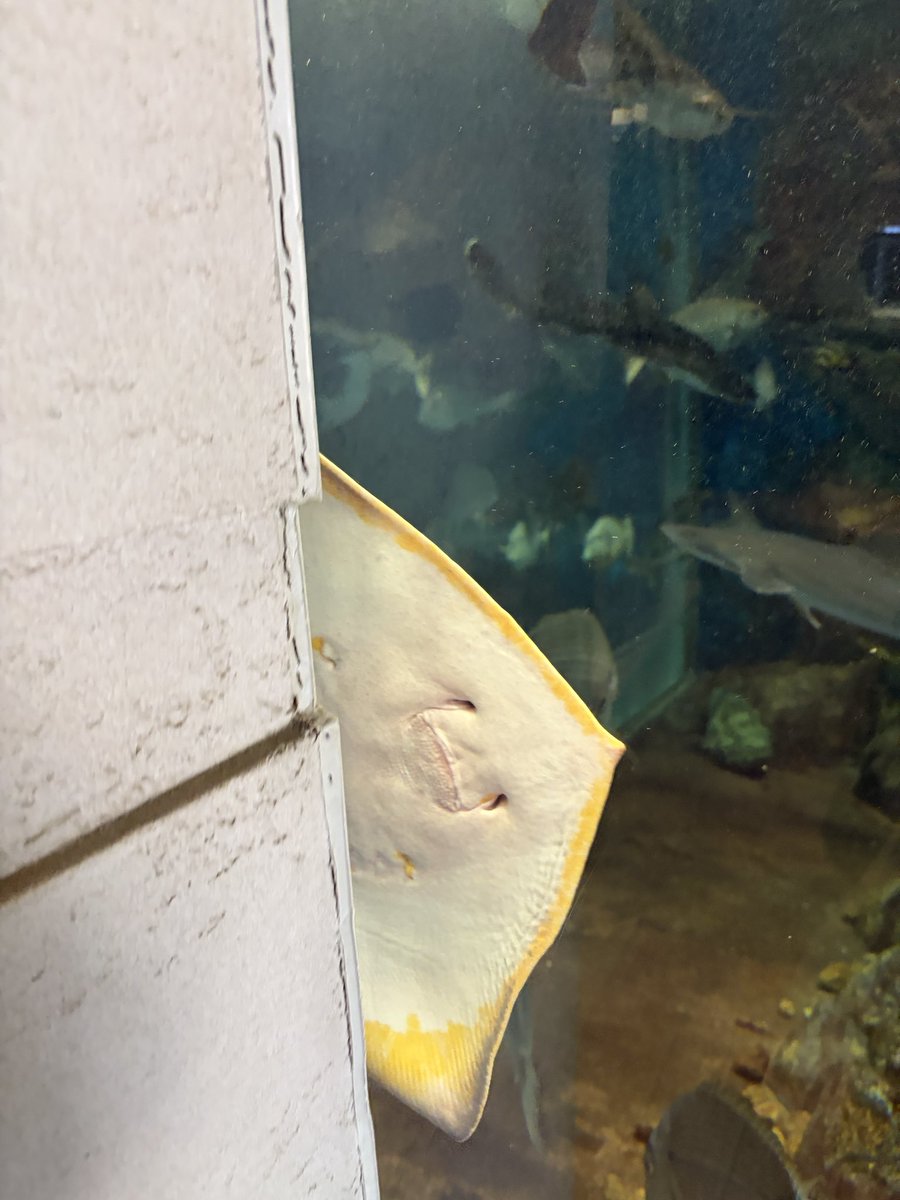 Aya_Ray_'s tweet photo. 渋川マリン水族館行ってたよー！（過去形）
#水族館 #エイ #渋川マリン水族館 https://t.co/5YnGuT6A4l