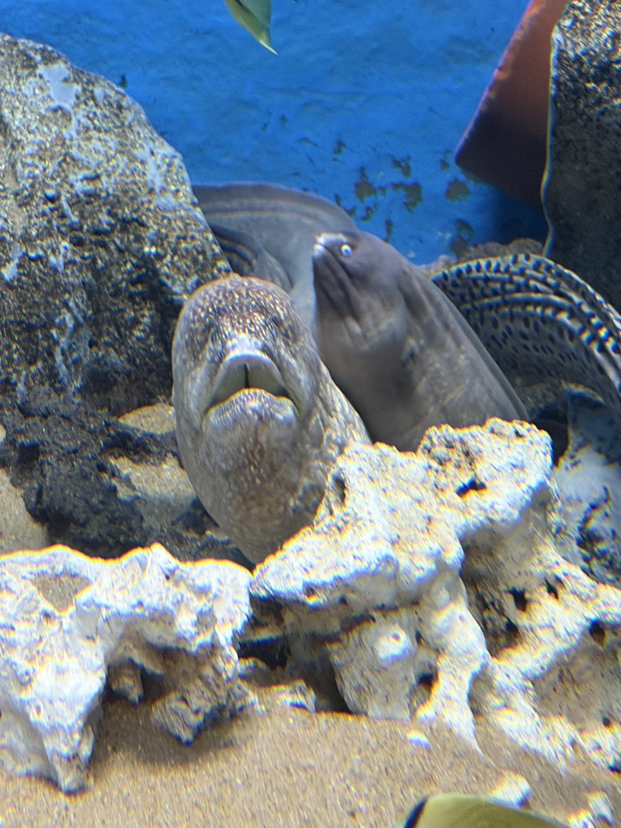 Aya_Ray_'s tweet photo. 渋川マリン水族館行ってたよー！（過去形）
#水族館 #エイ #渋川マリン水族館 https://t.co/5YnGuT6A4l