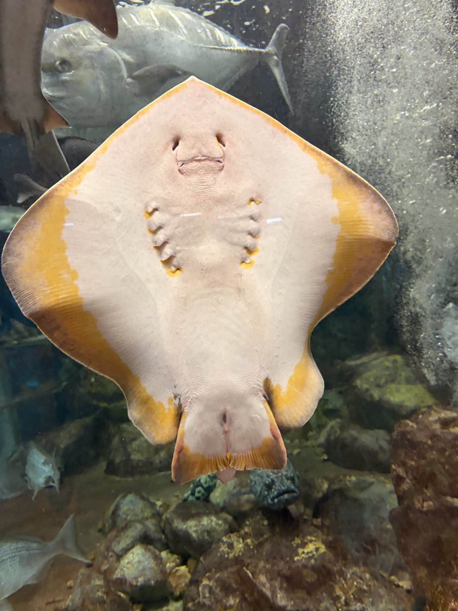Aya_Ray_'s tweet photo. 渋川マリン水族館行ってたよー！（過去形）
#水族館 #エイ #渋川マリン水族館 https://t.co/5YnGuT6A4l