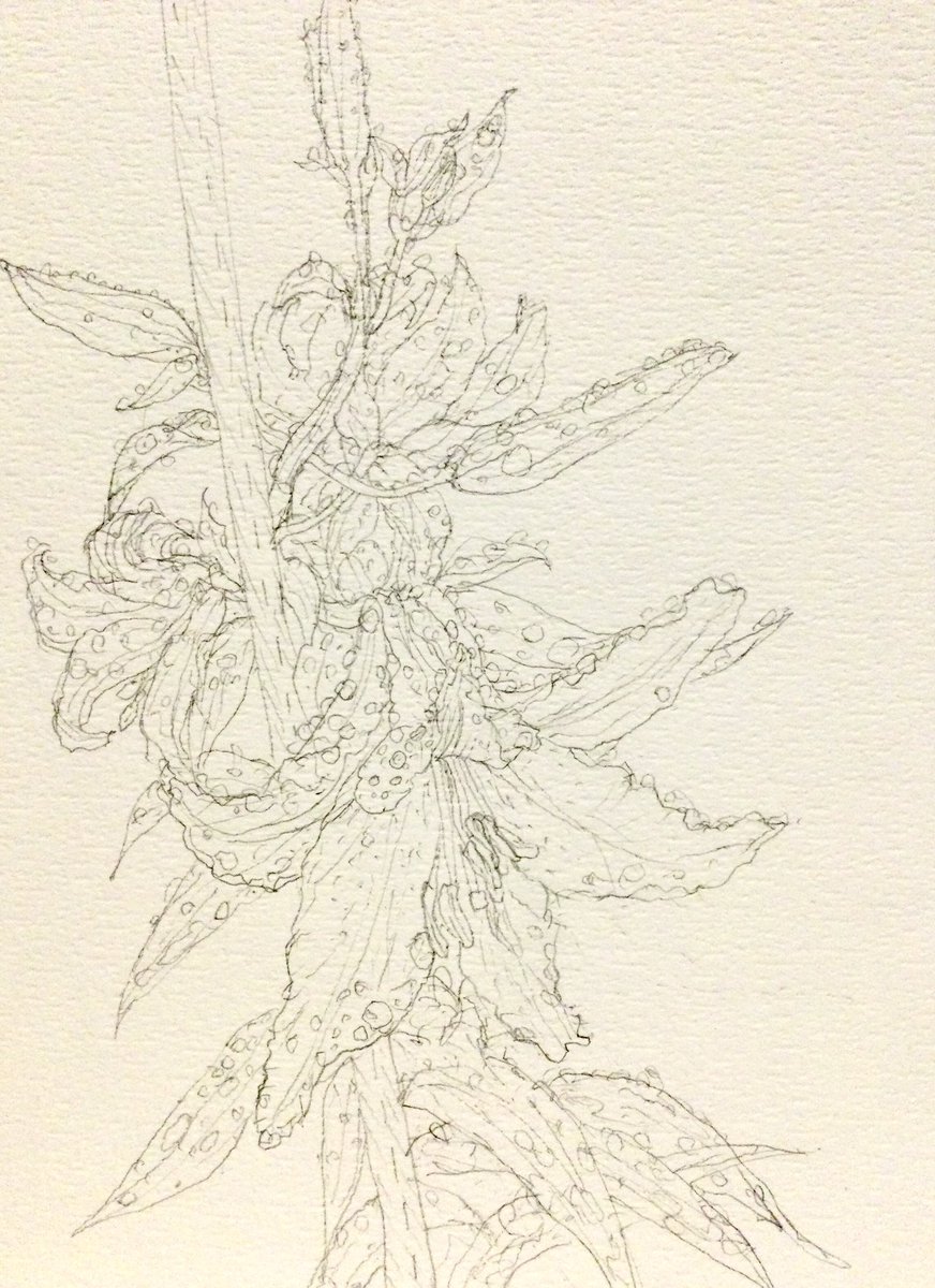 kinokohouse's tweet photo. Lily sketch https://t.co/YTEPZxu9da