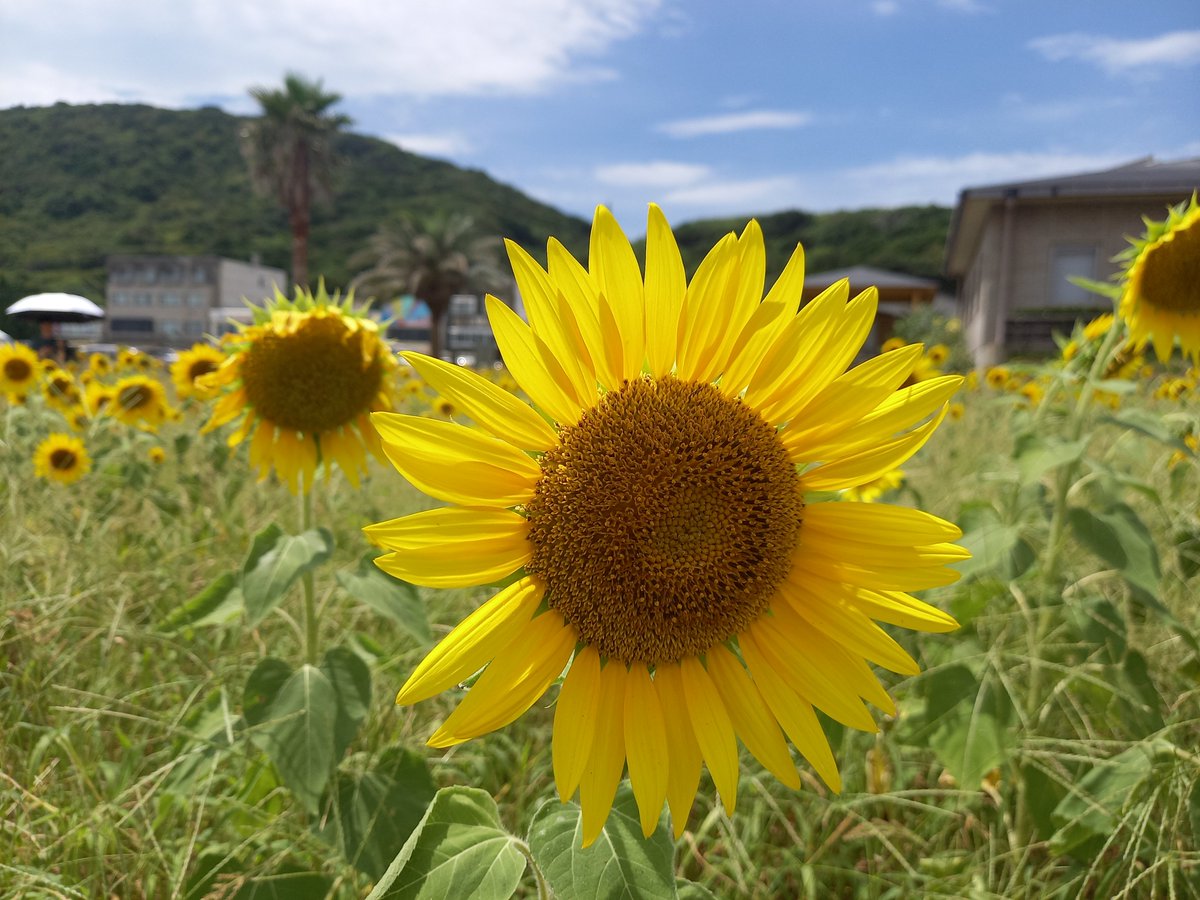2USK418's tweet photo. 🍀🍀🍀🌻⑅ᵕ̈ https://t.co/sIJj9bcHng