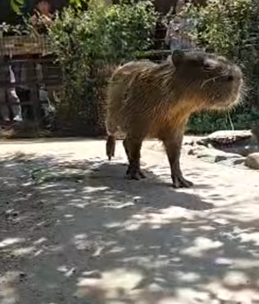capymofu_jp's tweet photo. 選手入場！
#カピバラのスイカ早食い競争 https://t.co/0sp7jjaMY6