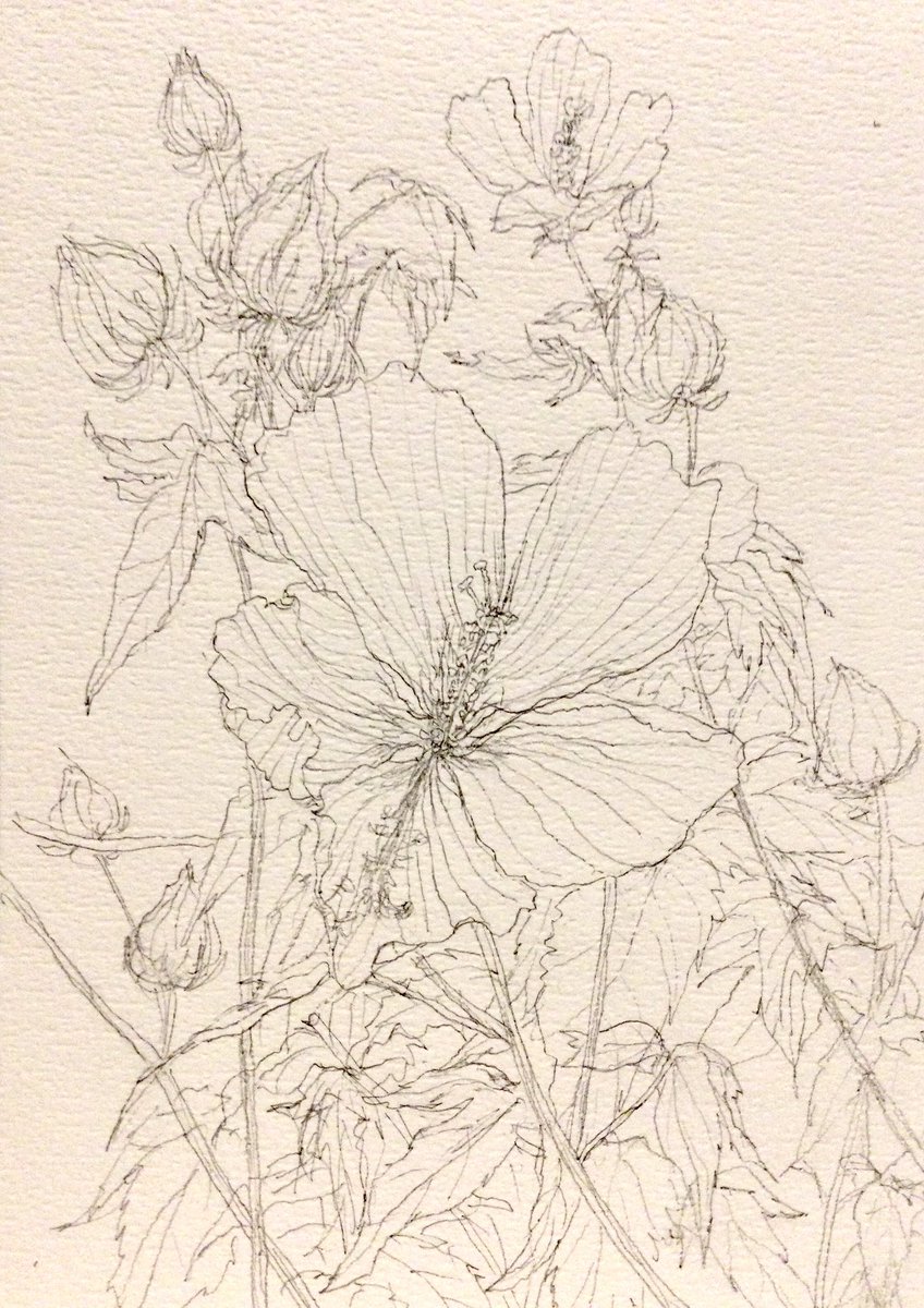 kinokohouse's tweet photo. もみじあおいのスケッチ
Hibiscus coccineus sketch https://t.co/aFsn0VgtxK