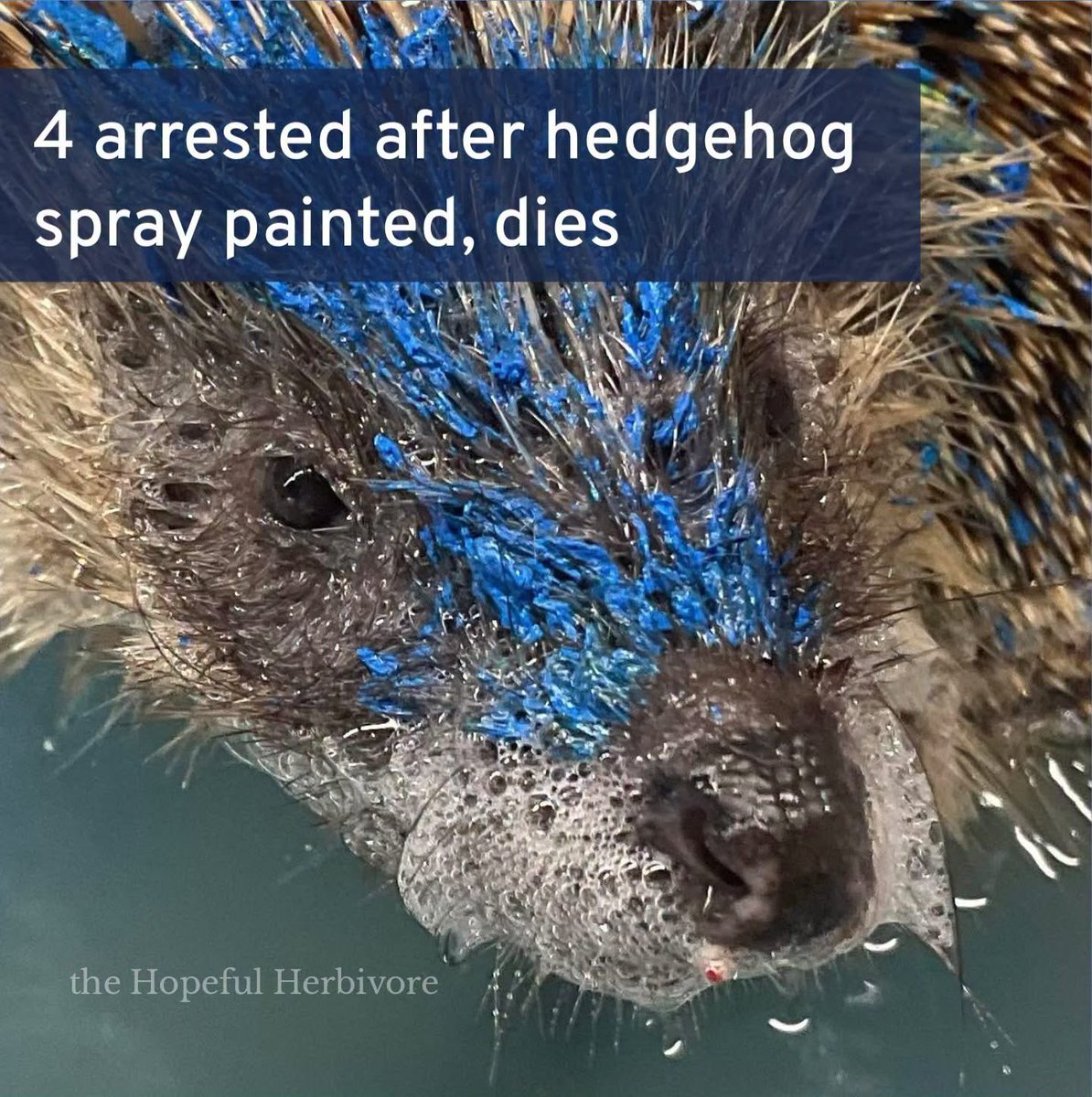 domdyer70's tweet photo. A hedgehog deliberately sprayed blue and yellow with paint in England has died despite days of intensive care. Rescuers said the thick paint glued her spines together, preventing her from curling up, and caused severe breathing problems from toxic fumes. The hedgehog, named Honey, was painstakingly cleaned spine by spine but did not survive.

Police have arrested two men and two teenagers on suspicion of causing unnecessary suffering to a protected animal. They have been released on bail while the investigation continues.