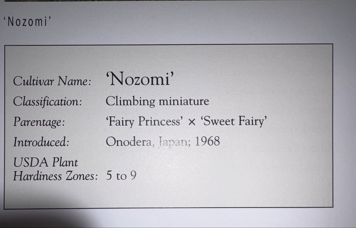 venusianspring_'s tweet photo. imagine being a rose and that’s the names of your parents. so cute. https://t.co/9DClCqlBk3