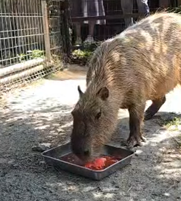 capymofu_jp's tweet photo. 第11回「#カピバラのスイカ早食い競争」🍉☀️✨

長崎バイオパークのミツトくんの結果は
2分33秒でした！

今年は丁寧に食べてましたね！！！
健闘しました！！！ https://t.co/WgUsvmACTG