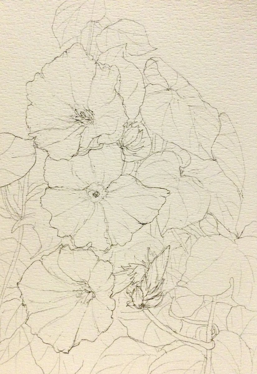 kinokohouse's tweet photo. Ipomoea nil sketch 朝顔の花　スケッチ https://t.co/OxGYPUj1dX