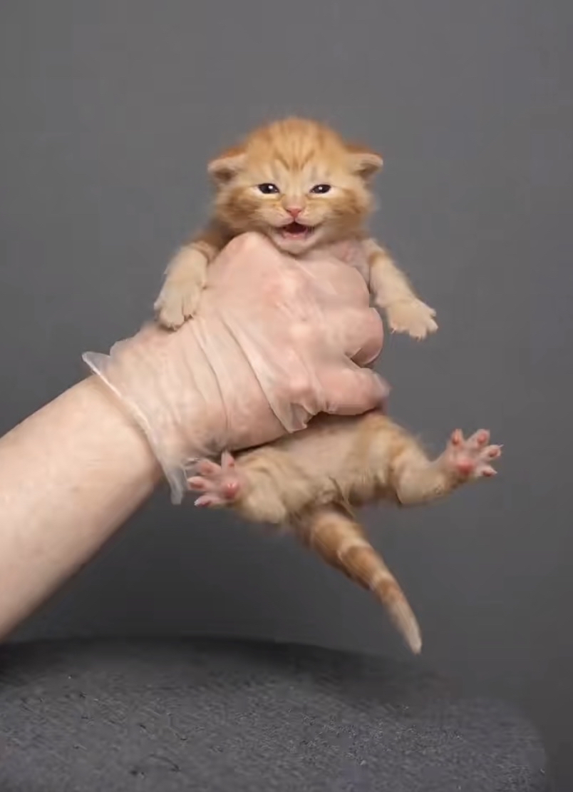 Ren_for_two's tweet photo. The fluffy kitten we brought home 3 months ago is now zooming around like a tiny hurricane and curling up on my palm at night! Growth hits different ， https://t.co/ysHmo8O1Jl