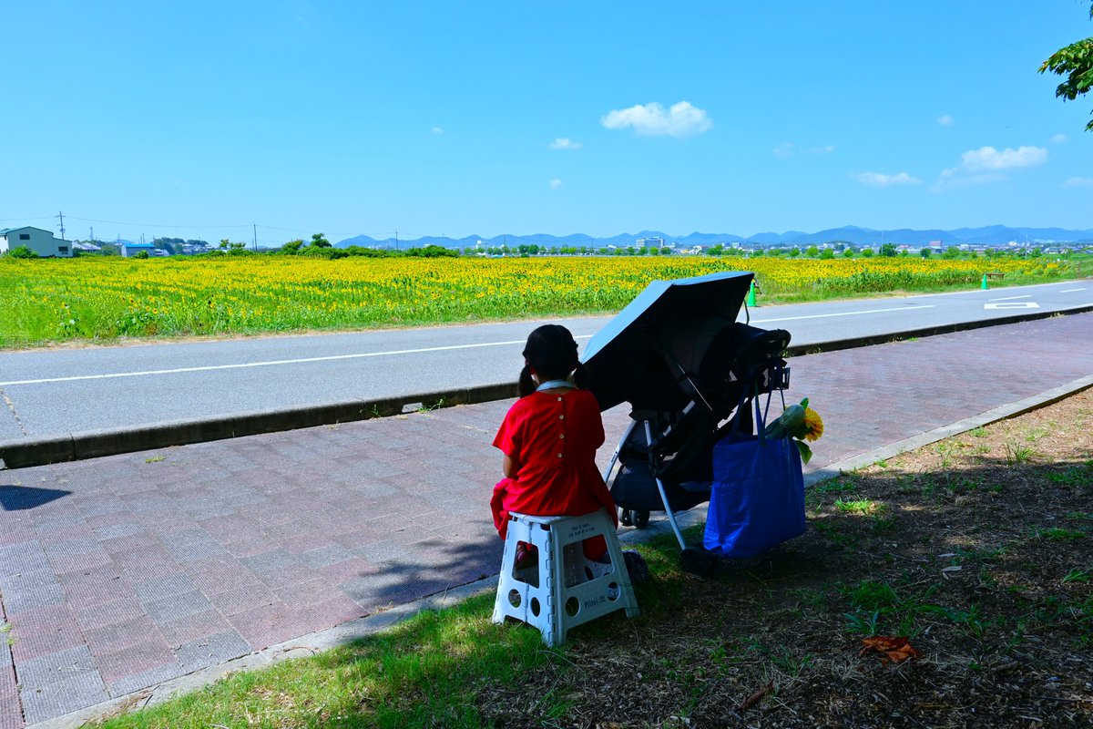 hidekicyberjack's tweet photo. 兵庫県小野市のひまわりの丘公園のヒマワリが見頃を迎え始めています🌻🌻🌻✨今年は雨が多く日照不足で少し開花が遅れたそうですが、やっぱり約４０万本のヒマワリ畑はいつ見ても素晴らしいです♪ https://t.co/tvzWOVTIJB