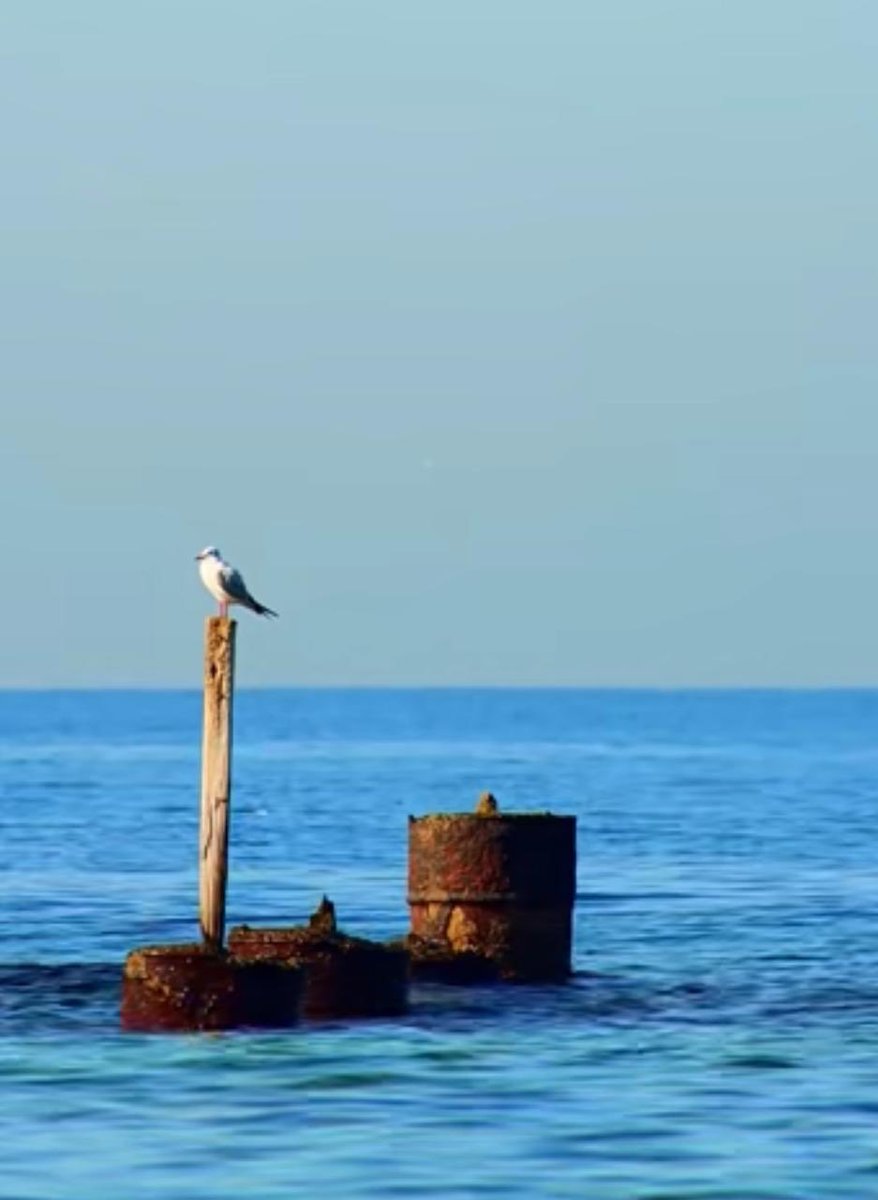 صوفي tweet media