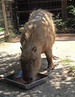capymofu_jp's tweet photo. 第11回「#カピバラのスイカ早食い競争」🍉☀️✨

長崎バイオパーク王国
ライブ配信中📺⚡️
https://t.co/WNnq453wzc

暫定2位のミツトくん、
結果なんて気にせずに
すいかジュースをゆっくりごくごく☺️ https://t.co/NJKB3Hj4Kc