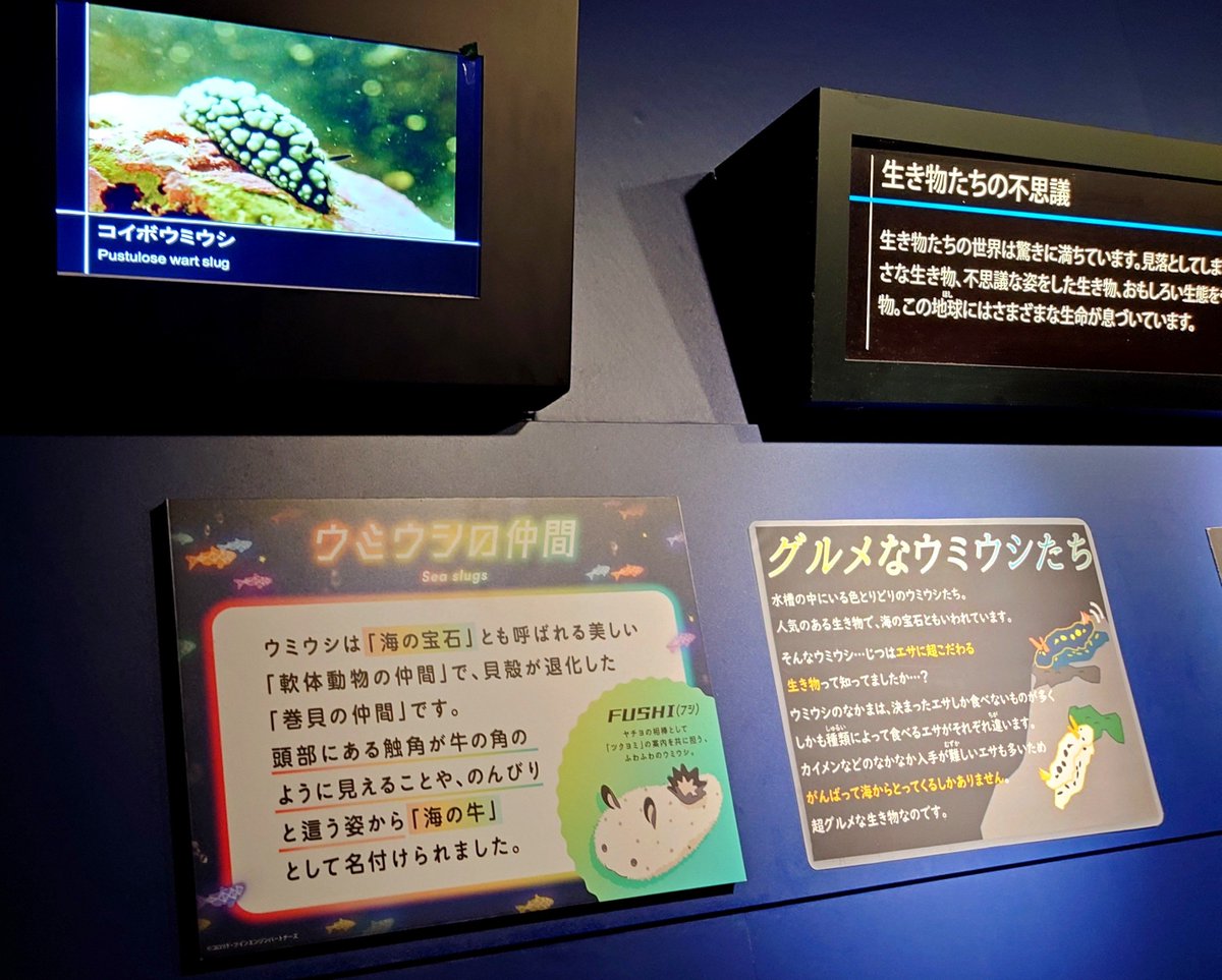KOSMOS1207's tweet photo. 超かぐや姫コラボの水族館にも行ってきた！初めての夜の水族館で演出や展示物がとても新鮮だった👍館内にかぐやのBGMや曲が流れてて最高だった🤣🤣 https://t.co/BISS6pPiMN