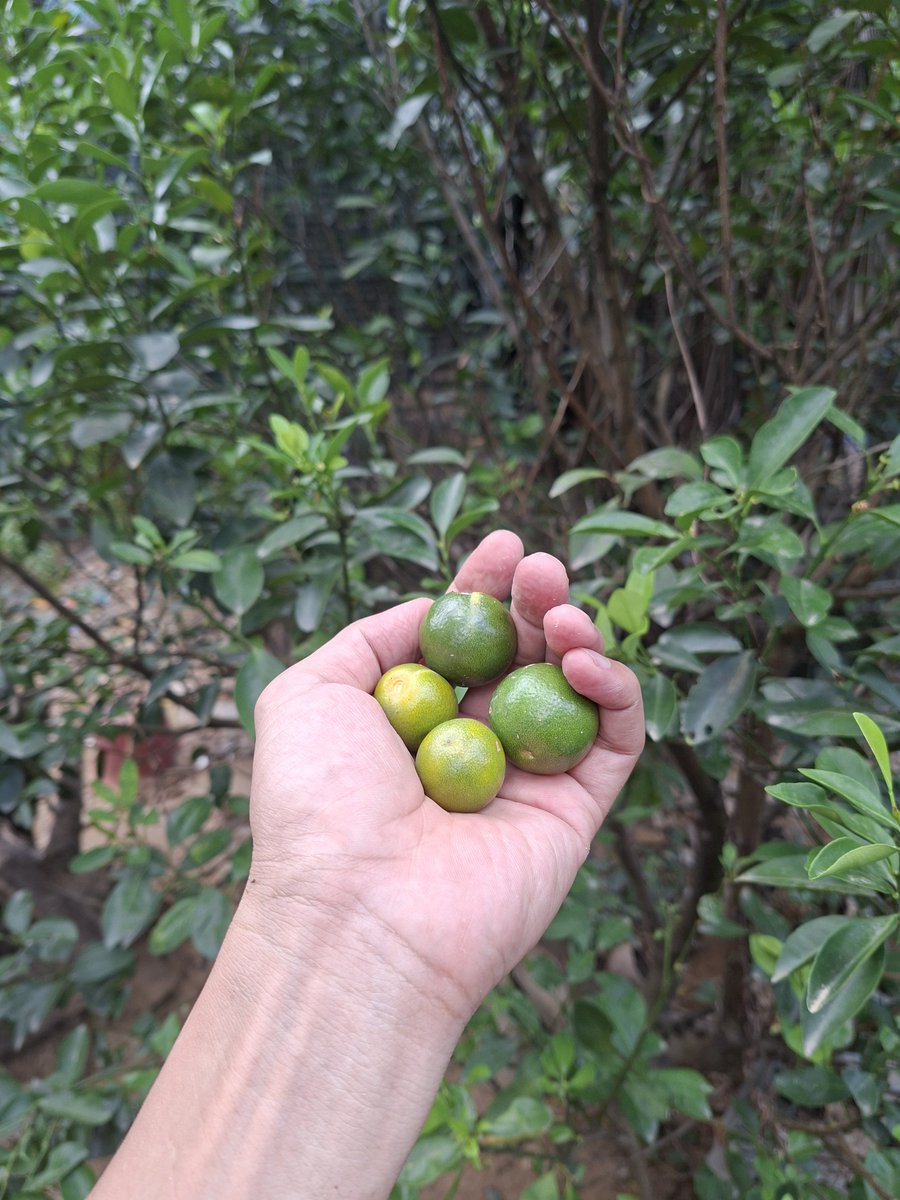 hoangthuyqb's tweet photo. QUẤT....

Nhà ai vườn rộng nên trồng 1 gốc lấy trái, lấy lá làm thuốc.

Trẻ em ho thì quất thái lát, cho đường phèn vào chưng cất thủy cho uống.
Trái vắt lấy nước pha với mật mía, nước mía uống.
Chế biến các món Sala...
Lá thì để xông hơi, bóp các món gỏi..