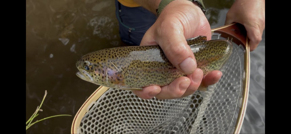 TheRevNickWelch's tweet photo. Don’t blackpill. 
There are still fish in the rivers. https://t.co/05S2Hw9vhP