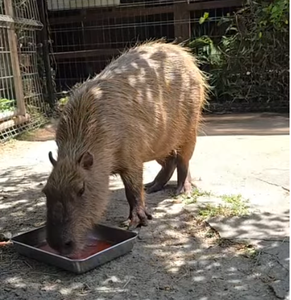 capymofu_jp's tweet photo. スイカジュースごくごく
#カピバラのスイカ早食い競争 https://t.co/hlLPTfkXHI