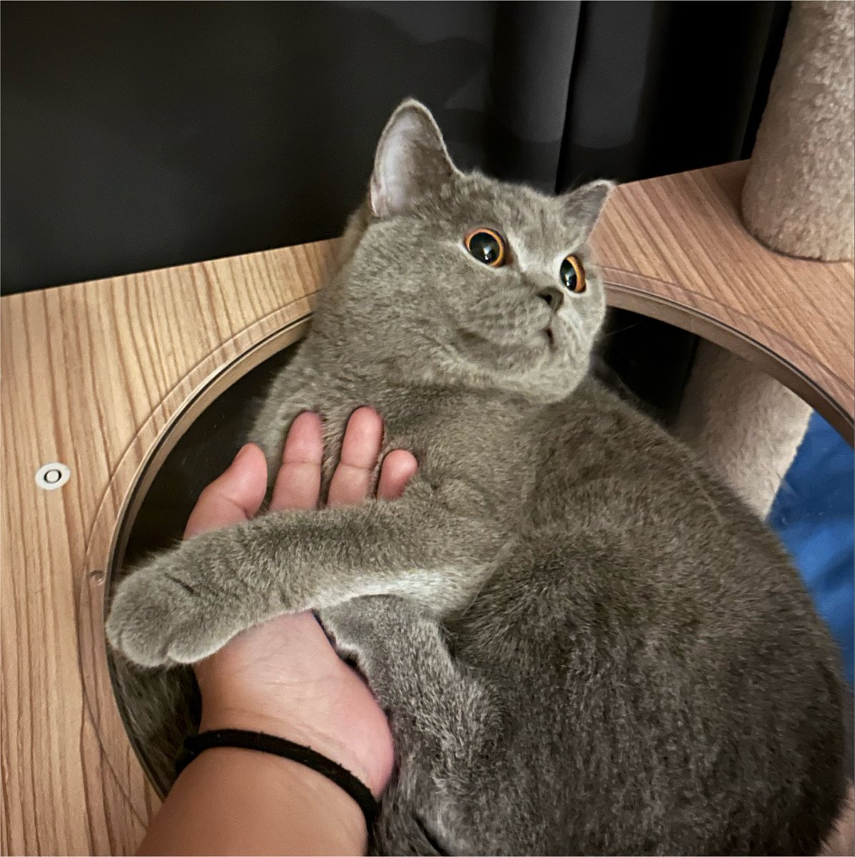 noxnkber's tweet photo. 🐈‍⬛ https://t.co/ViYlhbZjif
