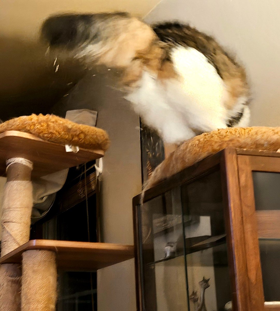 EdFatherOfCats's tweet photo. Mr. Pantaloons!! https://t.co/LYESxdABUQ