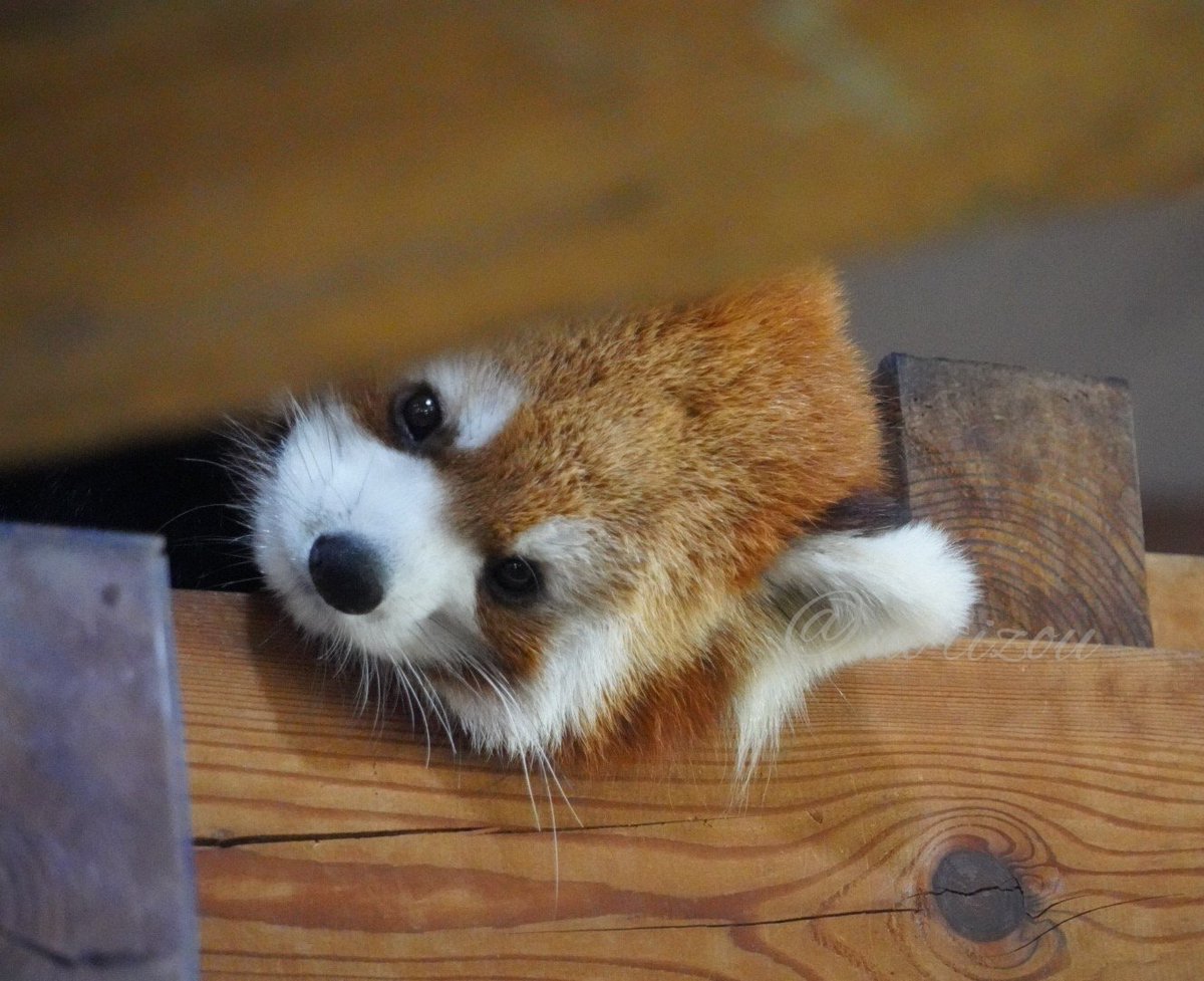 norizou0427's tweet photo. チラリ
可愛すぎました
＃レッサーパンダ
＃ミロ
#茶臼山動物園 https://t.co/VVwM3rcytU