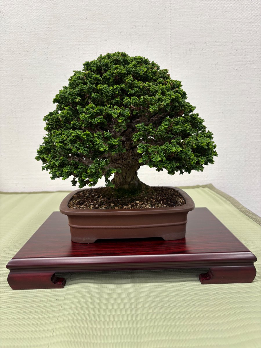 siki_latte's tweet photo. 日本盆栽協会札幌支部展示会へ
大品を見られる機会がなかなか無いので盆栽に興味がある人は1度見てもらいたいところ https://t.co/3FMjwfHtew