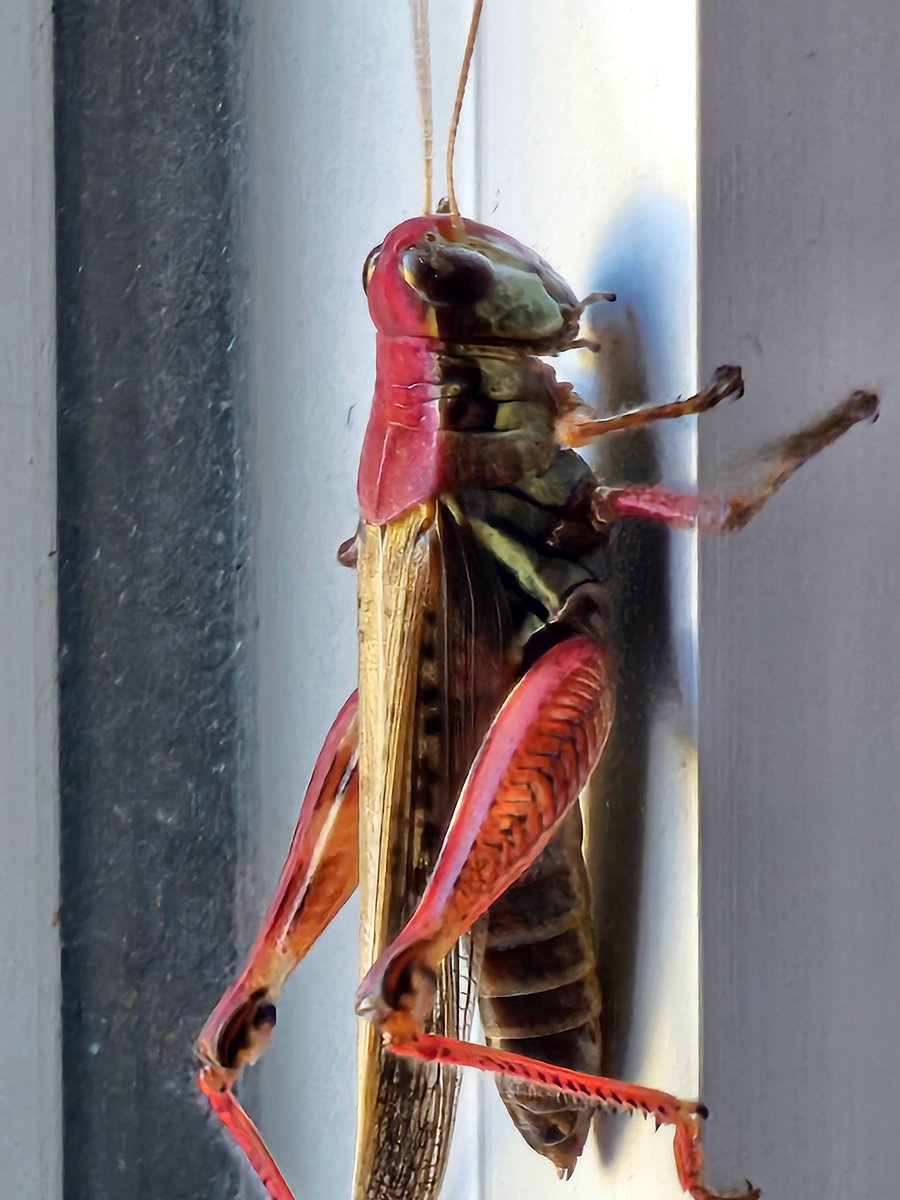 NearSightDBrain's tweet photo. @WithinLimits24 Have some bugs https://t.co/sKbzBQyHec