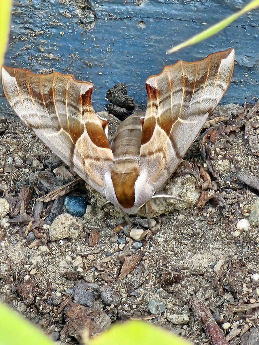 NearSightDBrain's tweet photo. @WithinLimits24 Have some bugs https://t.co/sKbzBQyHec