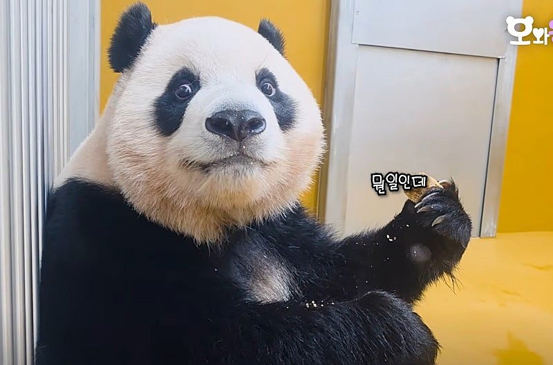 panda__bao's tweet photo. 입가에 워토우 묻히고 눈 땡그랗게 뜨고 쳐다보는거봐 잉 귀여웡 🐼🤍 https://t.co/TPUyGKBOUQ