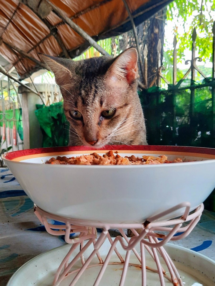 pawsandcactus's tweet photo. 🐾🐈 PURR OF THE DAY:
The feral Mamacat of the 3 kittens we rescued 👉 Hopie, Dora &amp; Pringles... We named her Shawie! She knows her name now and stays a lil longer after her meals in the garden. 😻🐾
#adoptdontshop
#feralcat 
#cat
#caturday https://t.co/aqAPRqsrjr