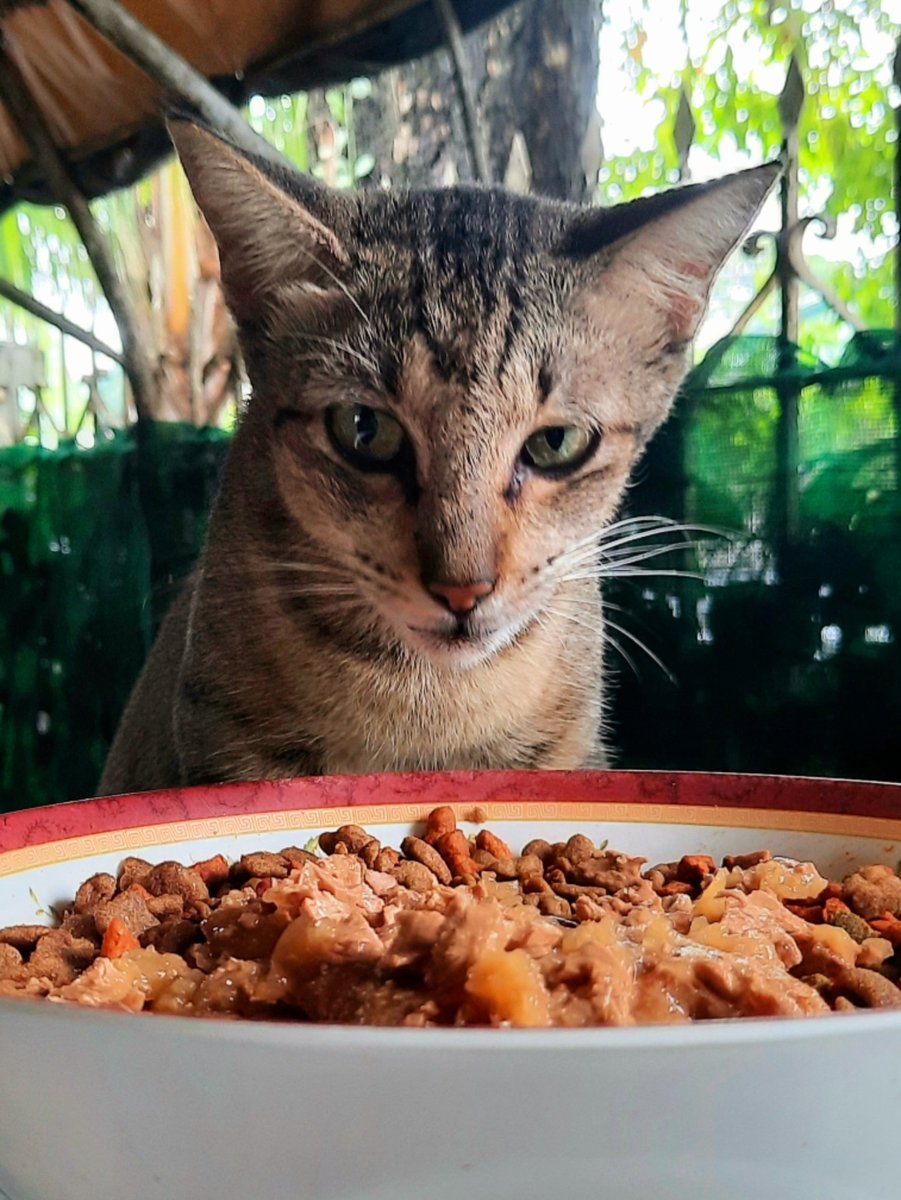 pawsandcactus's tweet photo. 🐾🐈 PURR OF THE DAY:
The feral Mamacat of the 3 kittens we rescued 👉 Hopie, Dora &amp; Pringles... We named her Shawie! She knows her name now and stays a lil longer after her meals in the garden. 😻🐾
#adoptdontshop
#feralcat 
#cat
#caturday https://t.co/aqAPRqsrjr