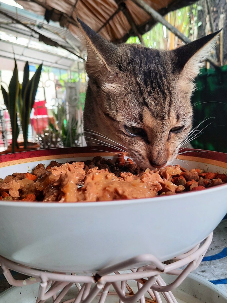 pawsandcactus's tweet photo. 🐾🐈 PURR OF THE DAY:
The feral Mamacat of the 3 kittens we rescued 👉 Hopie, Dora &amp; Pringles... We named her Shawie! She knows her name now and stays a lil longer after her meals in the garden. 😻🐾
#adoptdontshop
#feralcat 
#cat
#caturday https://t.co/aqAPRqsrjr