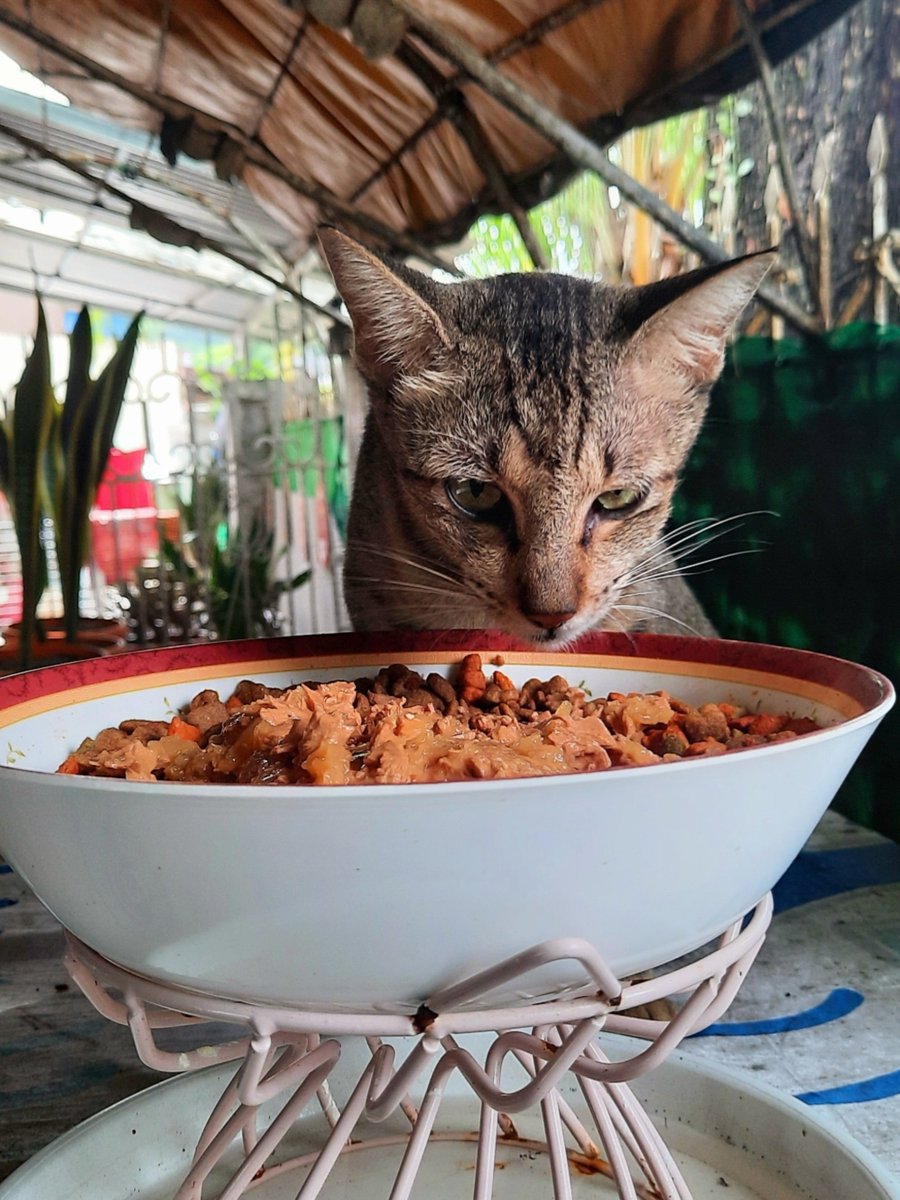 pawsandcactus's tweet photo. 🐾🐈 PURR OF THE DAY:
The feral Mamacat of the 3 kittens we rescued 👉 Hopie, Dora &amp; Pringles... We named her Shawie! She knows her name now and stays a lil longer after her meals in the garden. 😻🐾
#adoptdontshop
#feralcat 
#cat
#caturday https://t.co/aqAPRqsrjr
