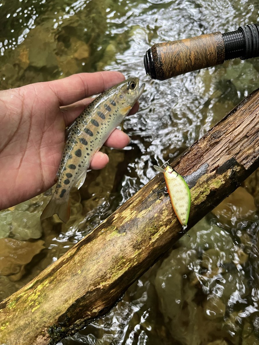 hyi_gyi's tweet photo. 内陸の山の方
増水した沢歩き🎣楽しんでると定番の黒いかたまりが太い木から降りて降りて来たので😦早めの撤収　
帰りは513🍜 https://t.co/nX9caHEDUG