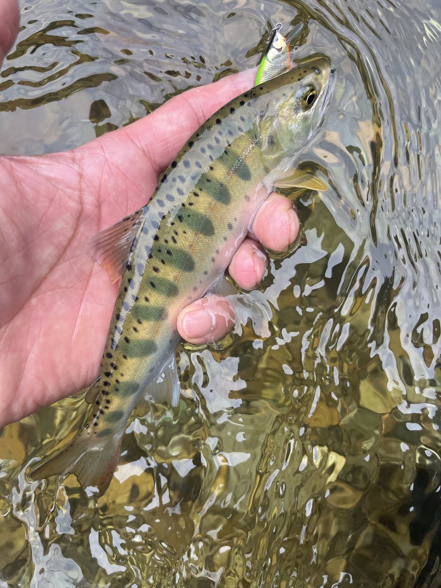 hyi_gyi's tweet photo. 内陸の山の方
増水した沢歩き🎣楽しんでると定番の黒いかたまりが太い木から降りて降りて来たので😦早めの撤収　
帰りは513🍜 https://t.co/nX9caHEDUG
