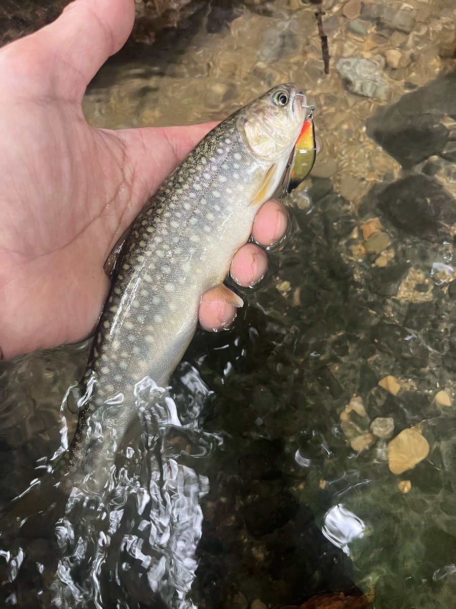 hyi_gyi's tweet photo. 内陸の山の方
増水した沢歩き🎣楽しんでると定番の黒いかたまりが太い木から降りて降りて来たので😦早めの撤収　
帰りは513🍜 https://t.co/nX9caHEDUG