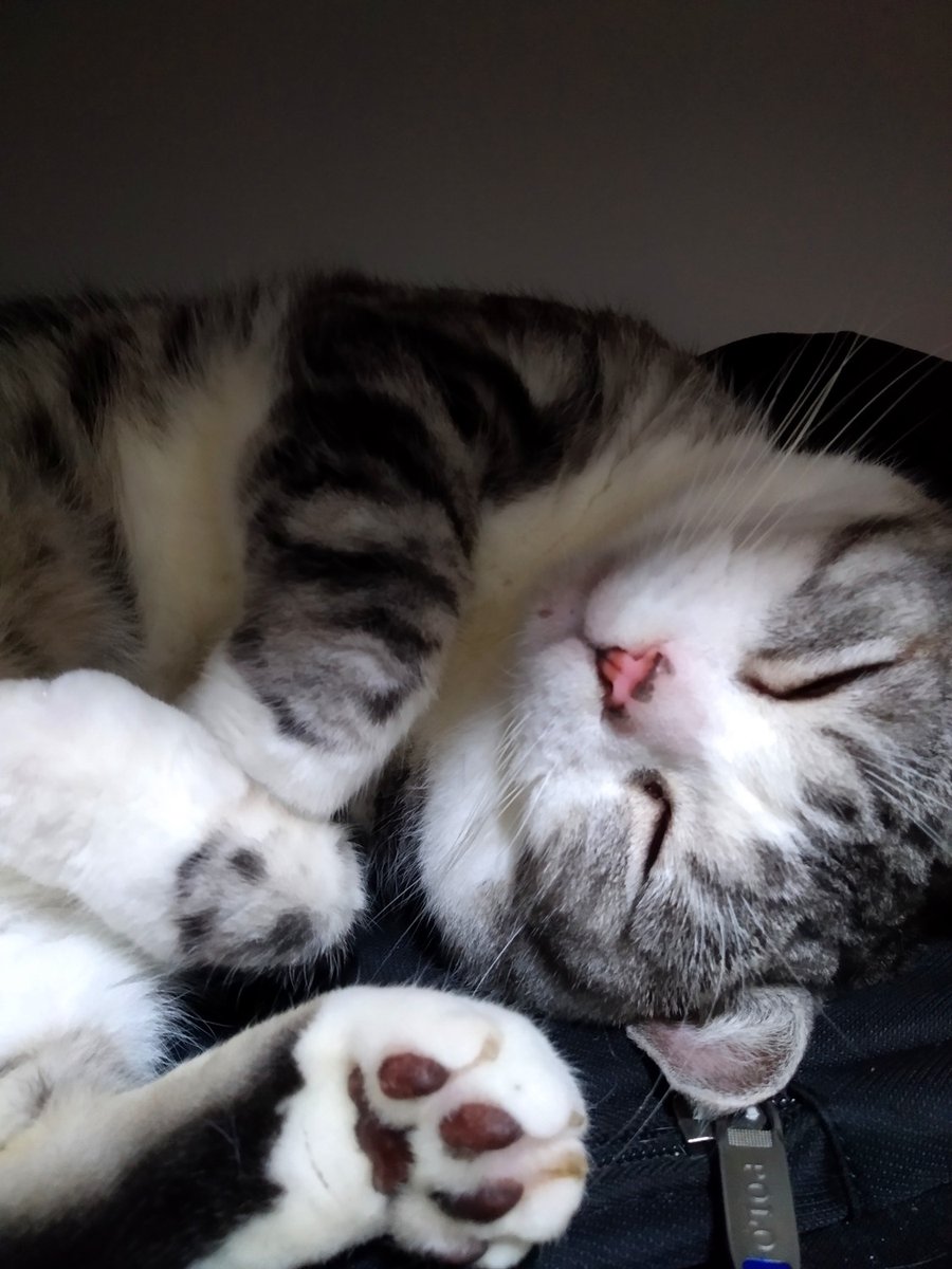 EleanoreCaji's tweet photo. 刚拖完的地板亮得能当镜子，猫��子踩了两行梅花印，这家务做得像拆盲盒～ https://t.co/52NHNdZRfF