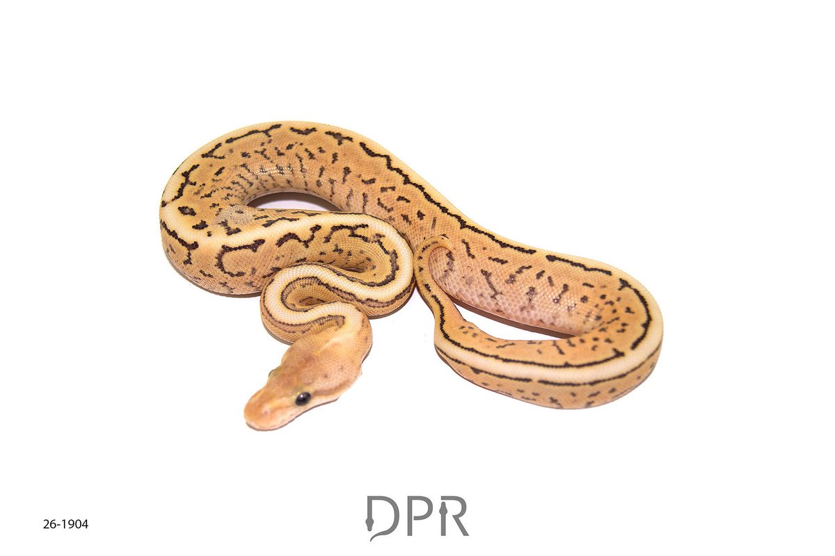 bp_sapphire's tweet photo. OD Fire (YB/RS) BP SN Pin 50%het GS ♀
頭優しく体激しめ
甘いマスクさん
#DPRcoldblood
#ボールパイソン https://t.co/ZFKPIkVRqe