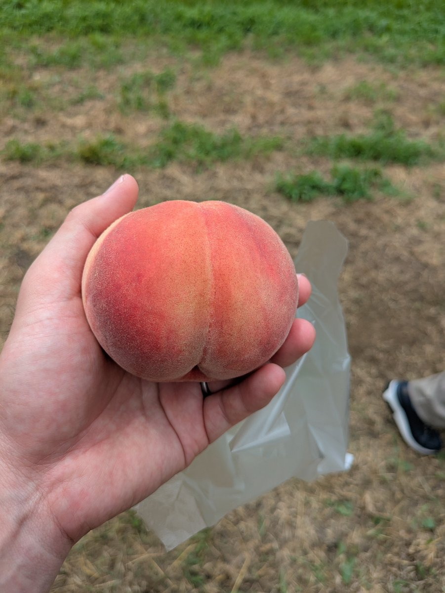 1000000invest's tweet photo. 桃狩りしてきました。桃だけにピチピチで美味しい🤤桃だけに！！ https://t.co/JKMlrMVMOm