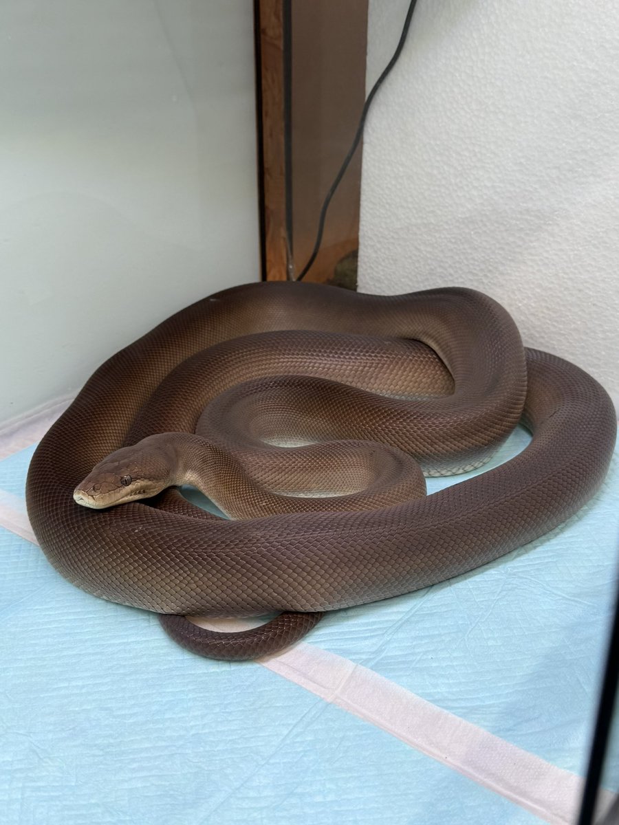 khhigasitotuka's tweet photo. 爬虫類在舎紹介！
オリーブパイソンhetアルビノ♂

言わずもがなのリアシスの最高峰ですね！
最近はベビーの流通が増えてますがこちらは約3歳のhetアルビノ持ちの育った個体です♪
メスをお持ちの方はもちろん、これからアルビノを狙ってみたい方是非オススメです❗️

税込¥239,800で販売中！ https://t.co/mYH4GWC4jr