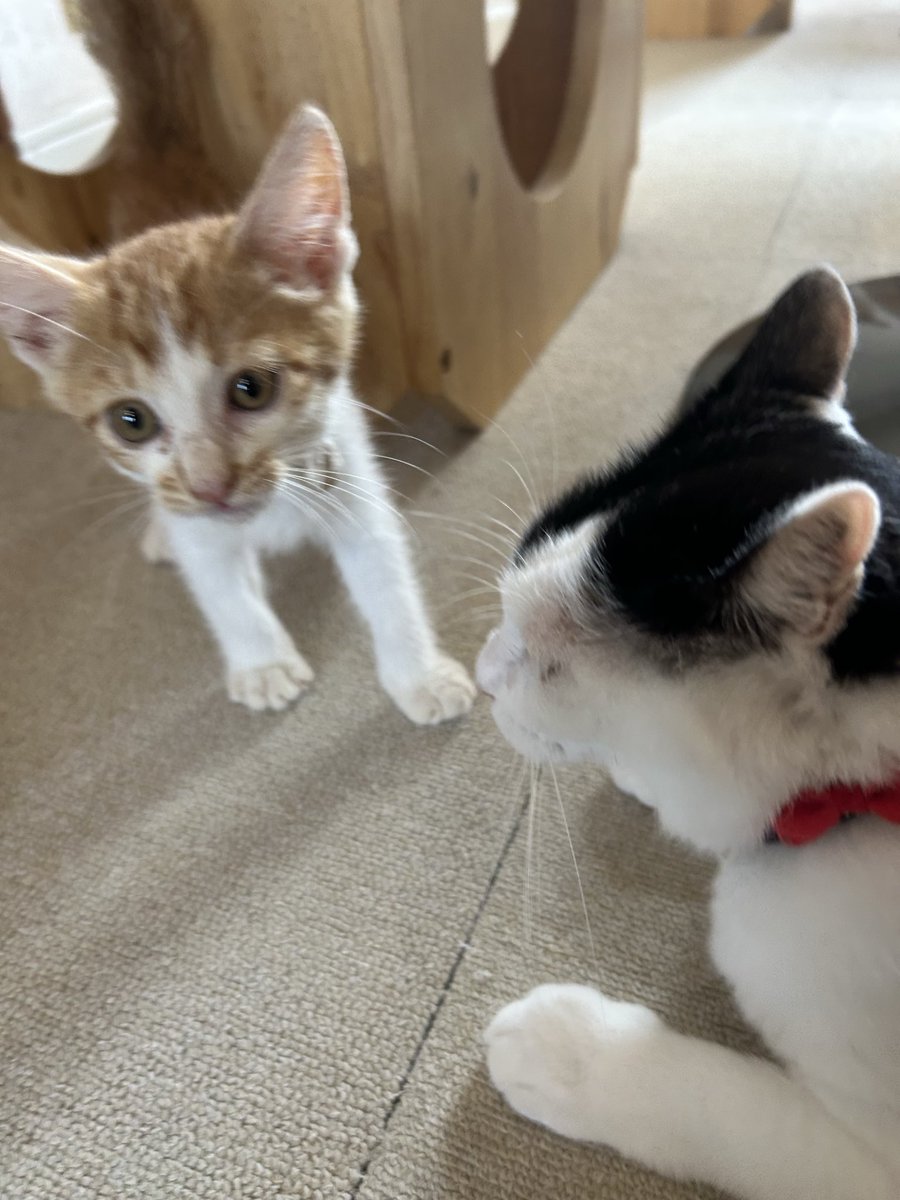 Shine04hello's tweet photo. 暑すぎるから保護猫カフェで癒される事しか出来ない🐈🐈‍⬛🎀✨ https://t.co/Du1eUHtEdJ